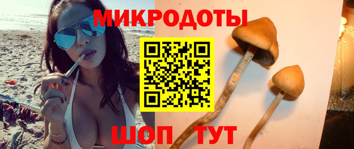 Псилоцибиновые грибы Psilocybe Острогожск